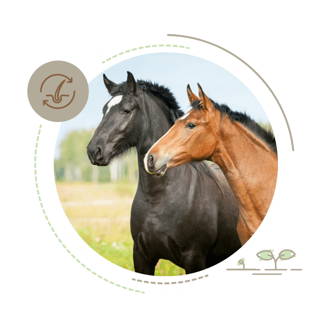 teaser bild fellwechsel pferde wiese fruehjahr